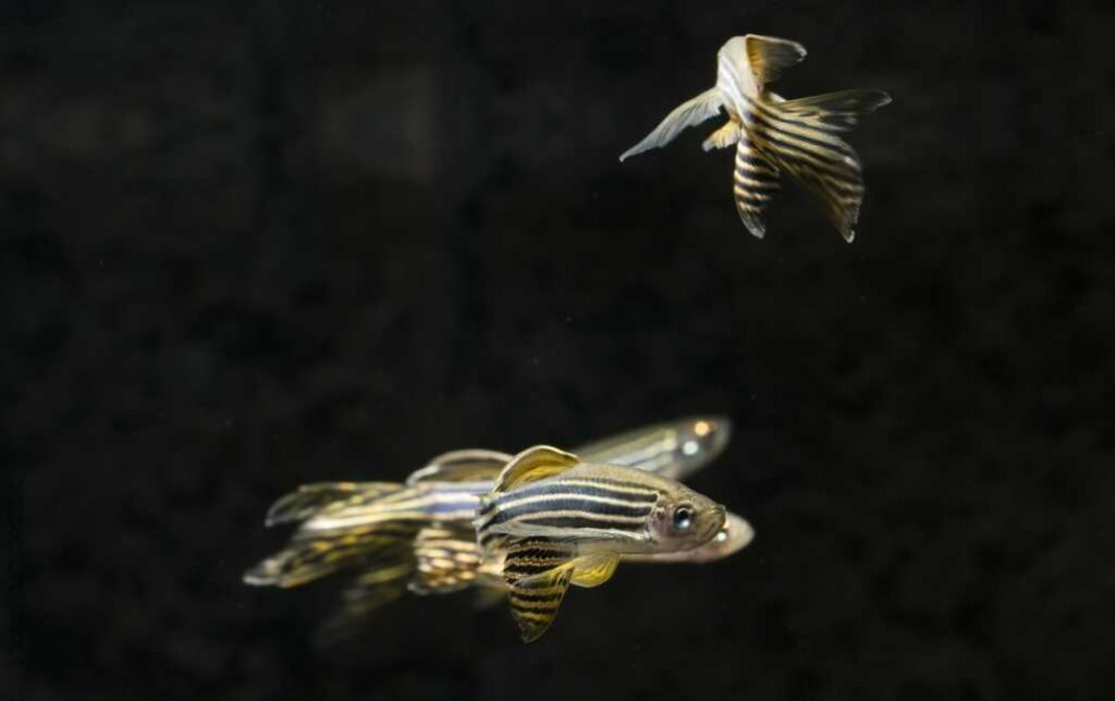 Zebra Danios group size