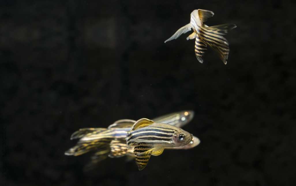 Are Zebra Danios Aggressive? Tiny Fish Tank