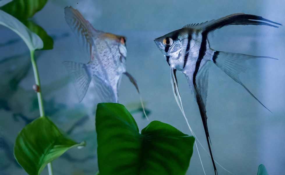 feeding angelfish and Zebra Danios