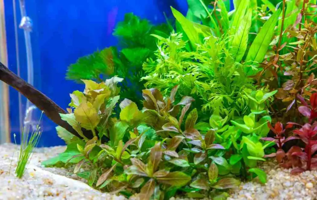 live plants for Danios