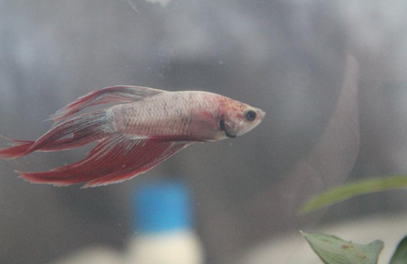 Ammonia make sick betta