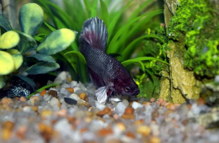 10 Reasons Your Betta Fish May Be Lying On Its Side
