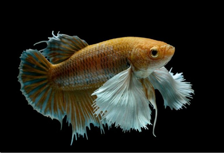 4 Reasons For Shed Skin-Do Betta Fish Shed Their Skin?