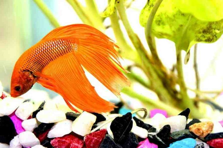 Do Betta Fish Suffer From Seizures?