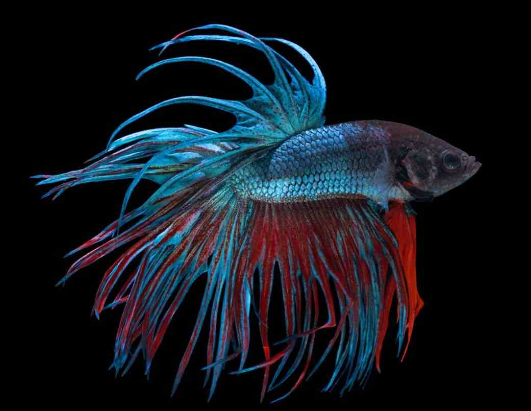 4 Reasons For Shed SkinDo Betta Fish Shed Their Skin? Tiny Fish Tank