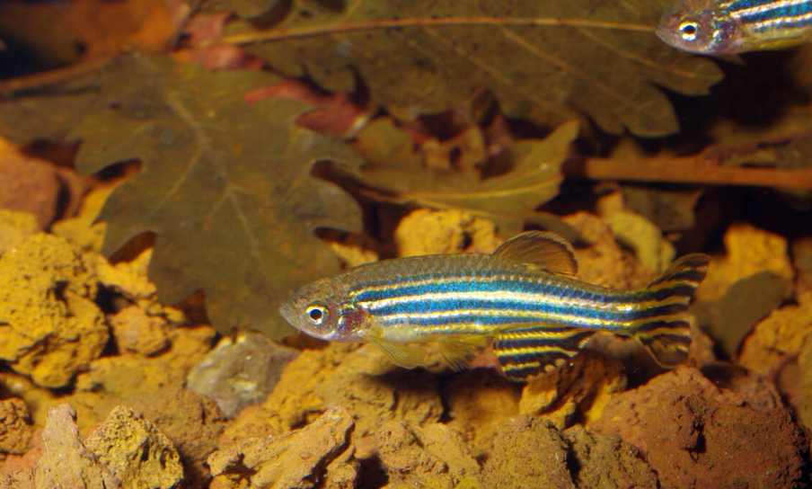 Danios Grow Faster in Outdoor ponds