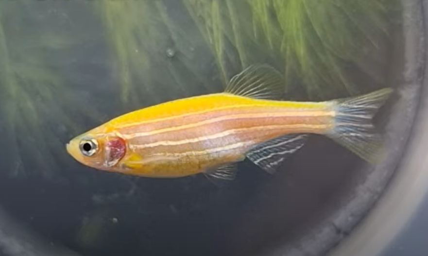 Danios in Outdoor Ponds