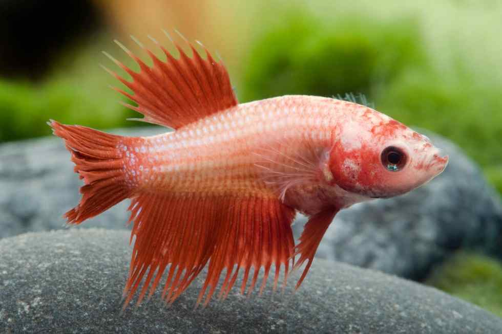 Feeding Bread to Betta