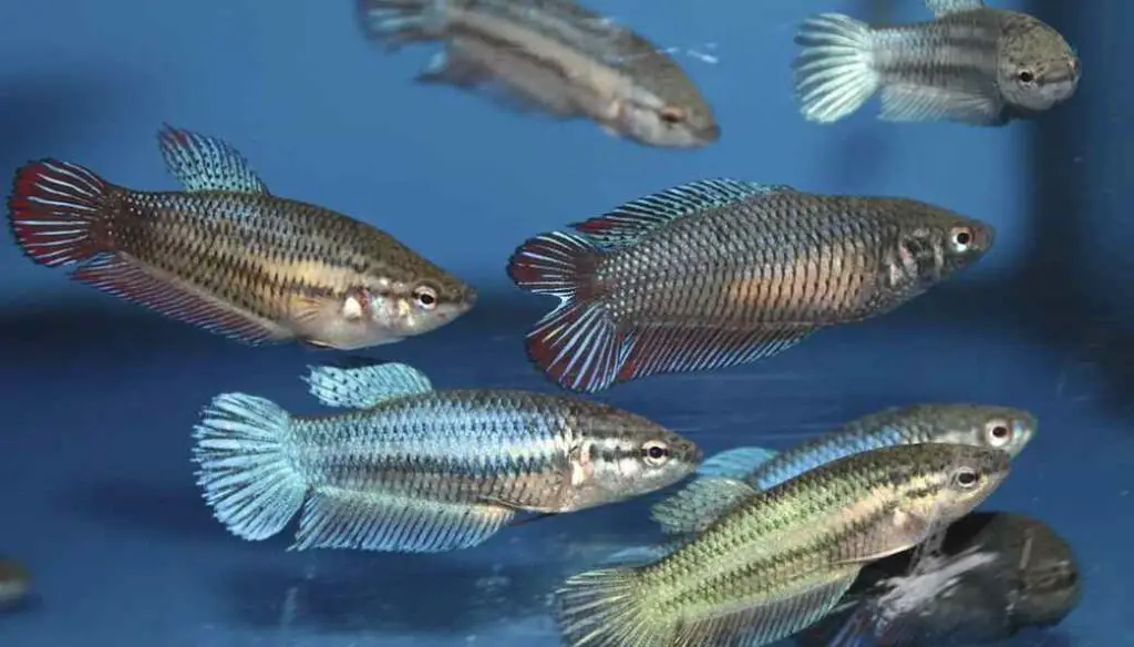 Female Bettas Live Together