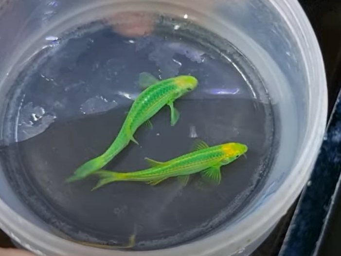 Outdoor Zebra Danios Breeding