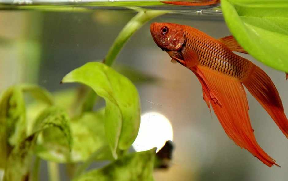 Reasons For Seizures in Bettas