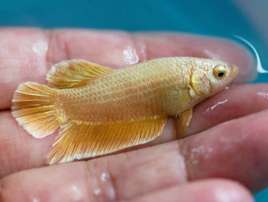 Symptoms Of Pregnant Female Betta