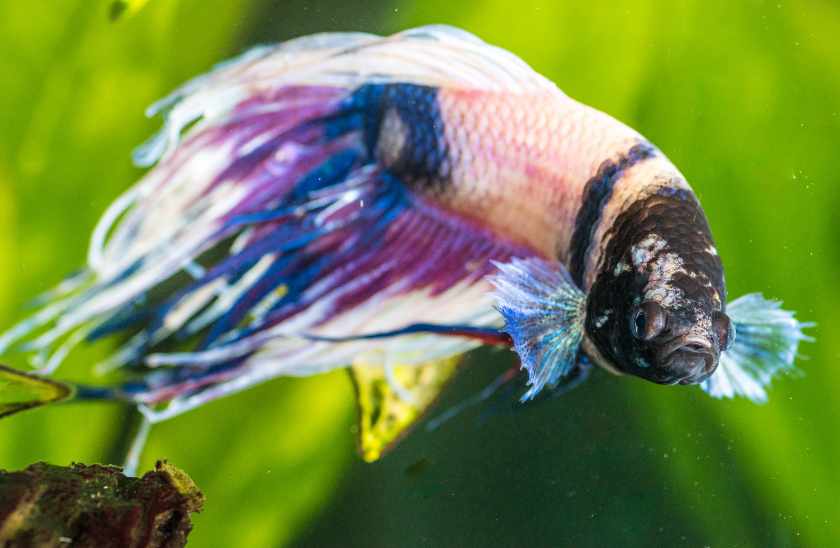 Temperature Shock on Betta