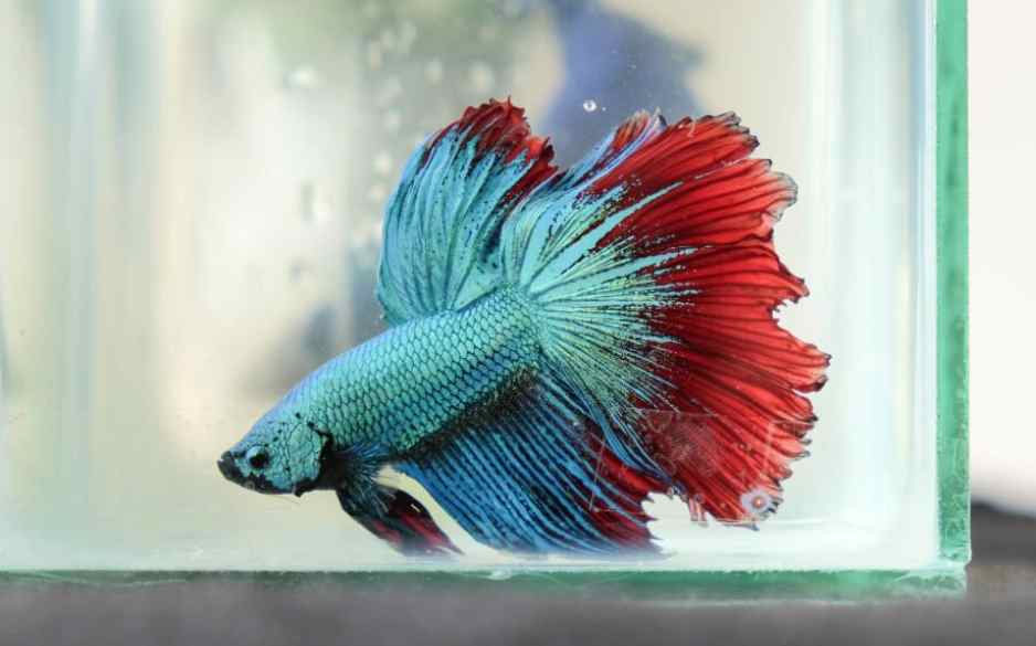 Treat and Rescue Betta Seizures