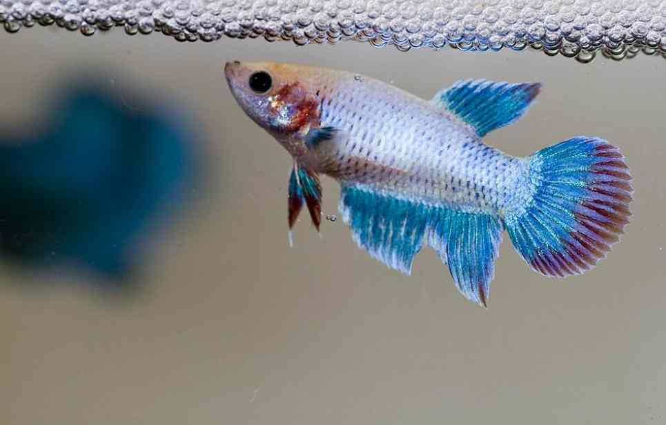 female betta in 10 gallon Tank