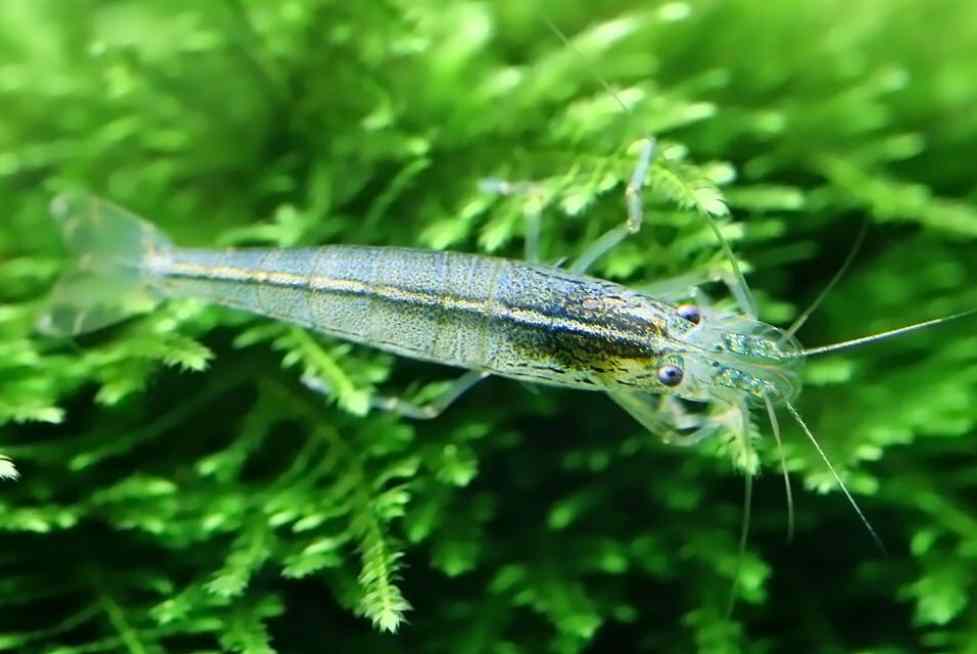 Amano Shrimp With Betta