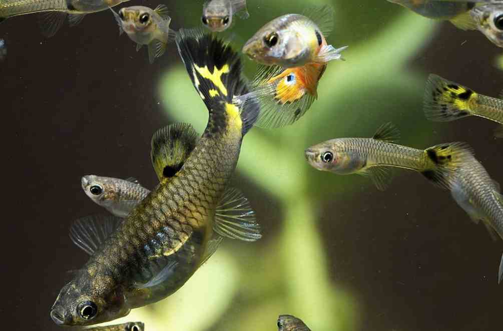 Guppy Breed in Community Tank