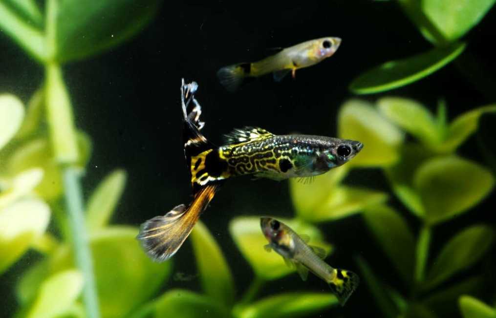 Guppy Fish Breeding