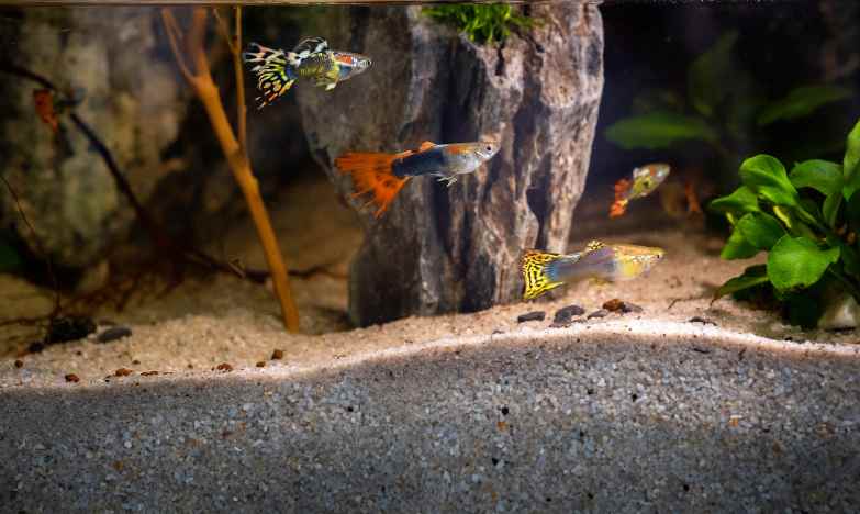 Guppy Tank Bottom