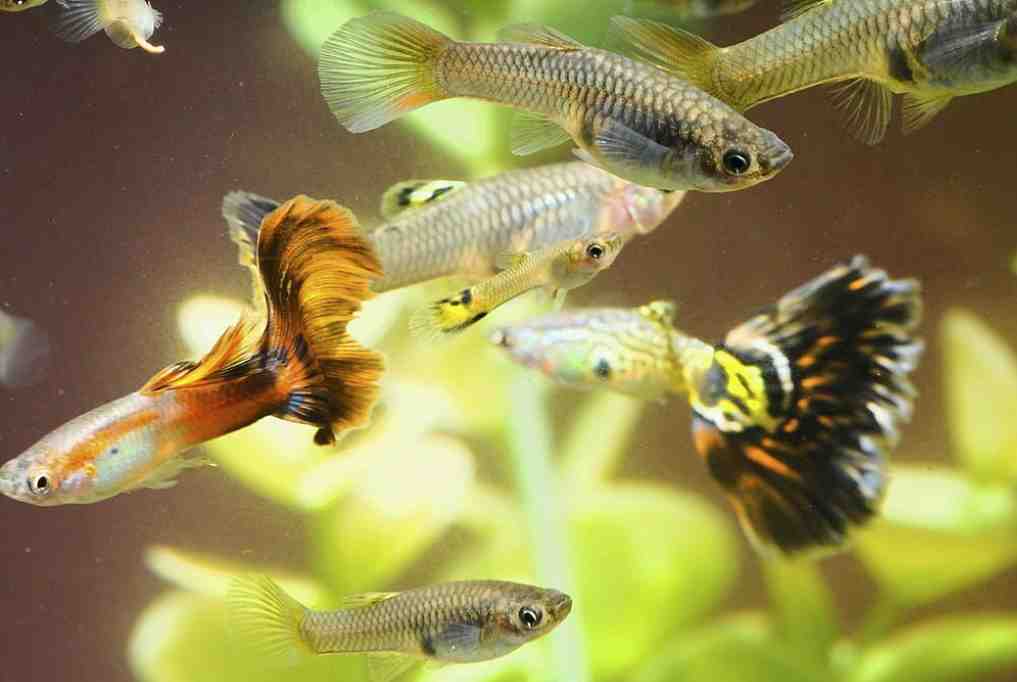 Remove Adult Guppy Fish