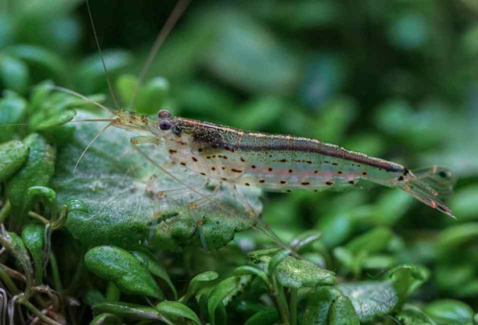 Temperature For Amano Shrimp