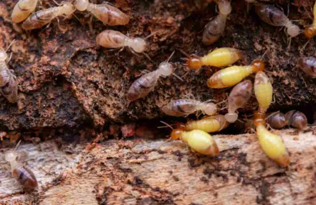 Feeding termites