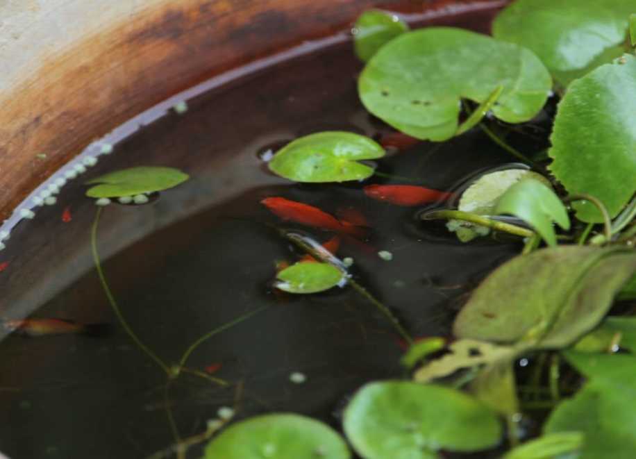 Molly in Tubs and Ponds