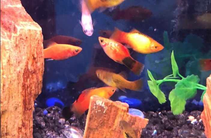 Providing Optimal Water Temperature for Molly Fish