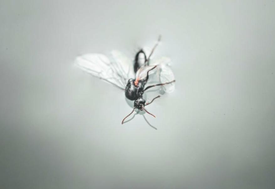 can-mollies-eat-ants-bug-bites-and-houseflies-a-safety-guide-for-fish