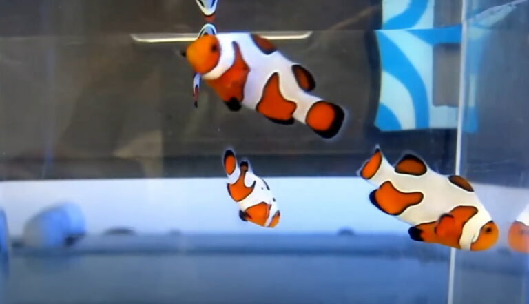 DaVinci Ocellaris Clownfish