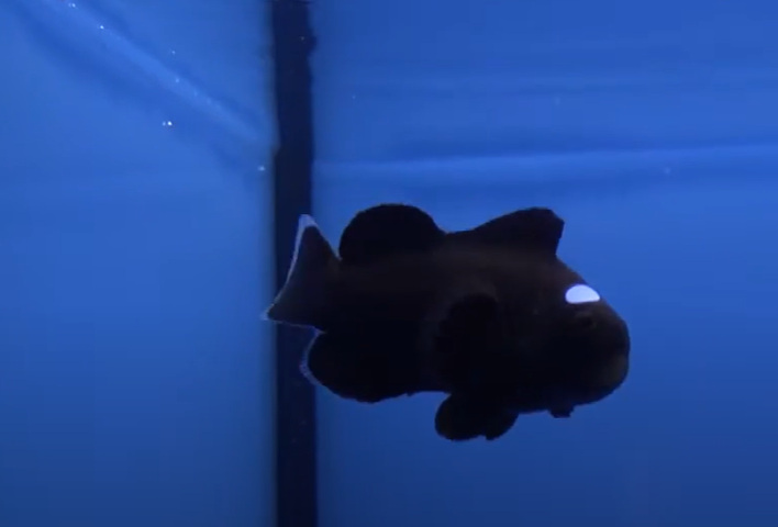 Domino Clownfish tank size