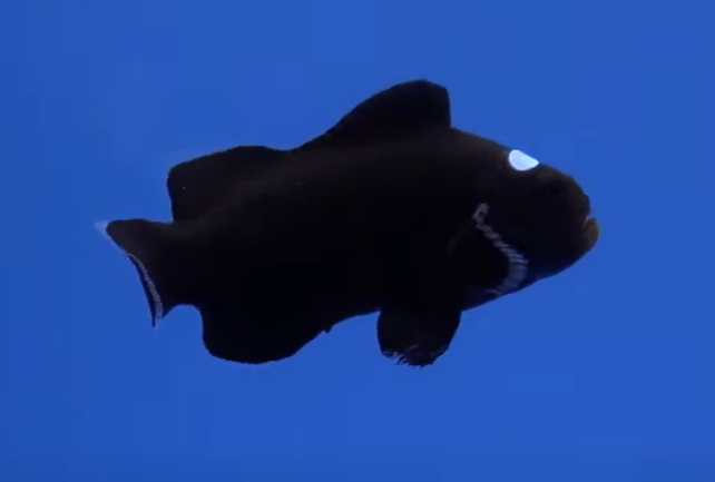 Domino Clownfish water diseases