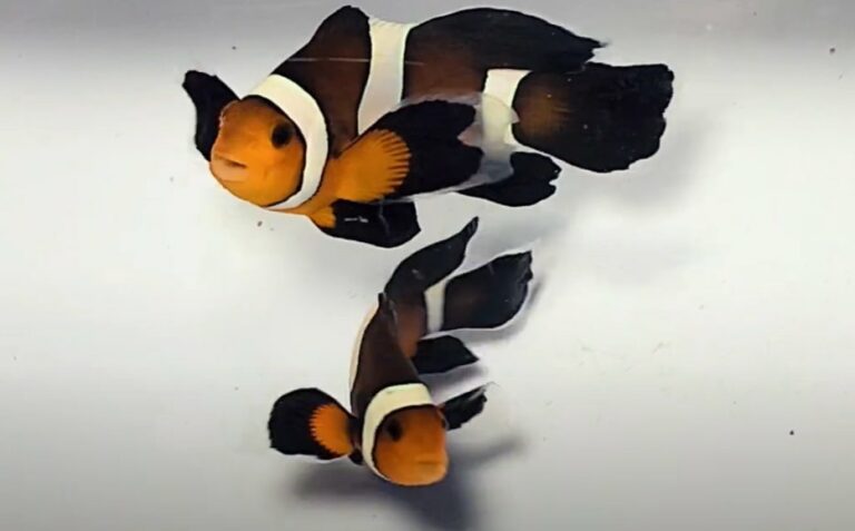 Longfin Mocha Clownfish