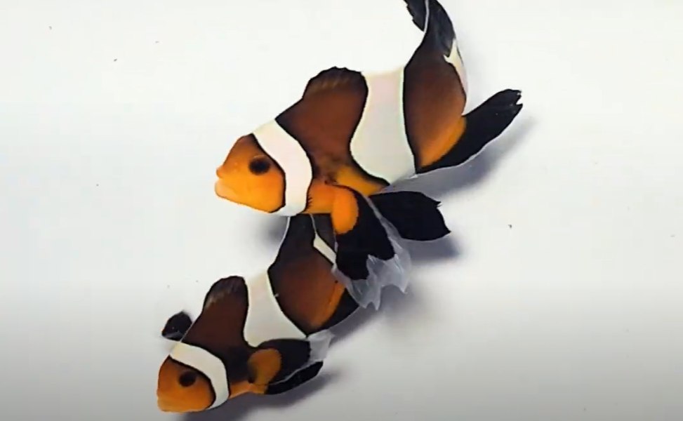 Longfin Mocha Clownfish Aquarium Setup