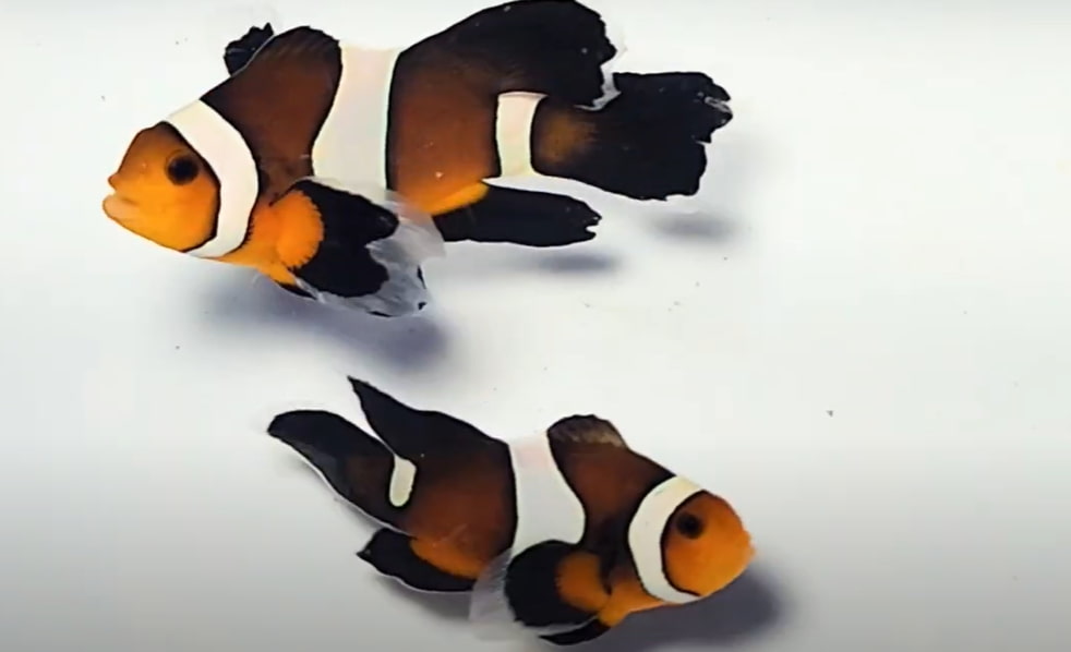 Longfin Mocha Clownfish care and tank mates