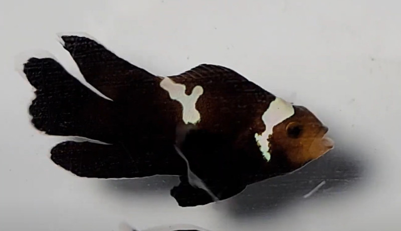 Midnight Clownfish Diseases