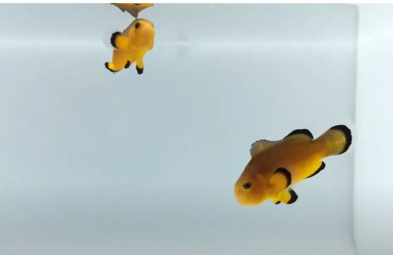 Nearly Naked Clownfish