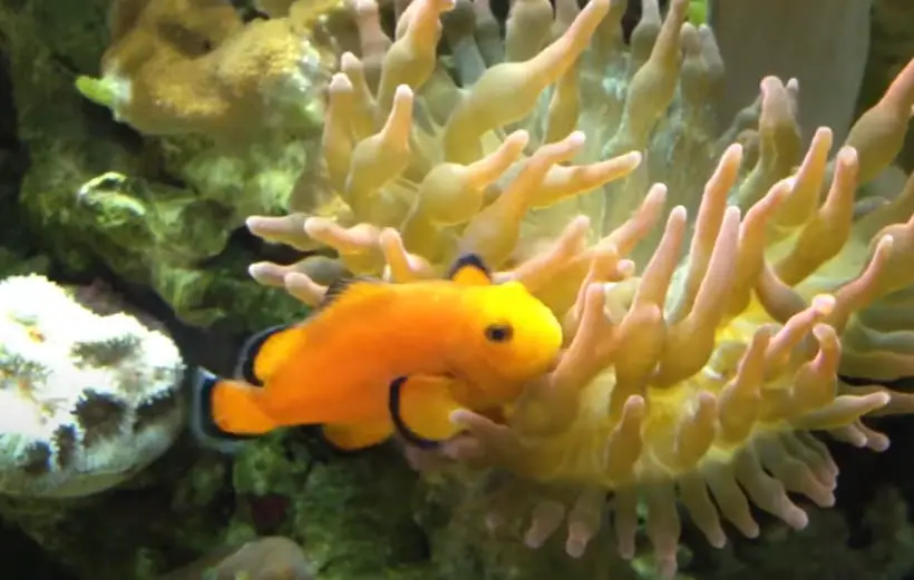 Nearly Naked Clownfish tank setup