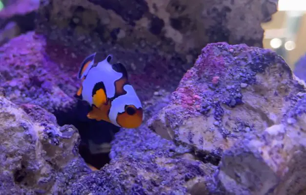 Snowflake Clownfish Aquarium Setup