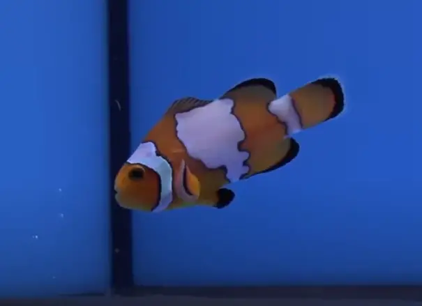 Snowflake Clownfish Cleaning and Maintenance