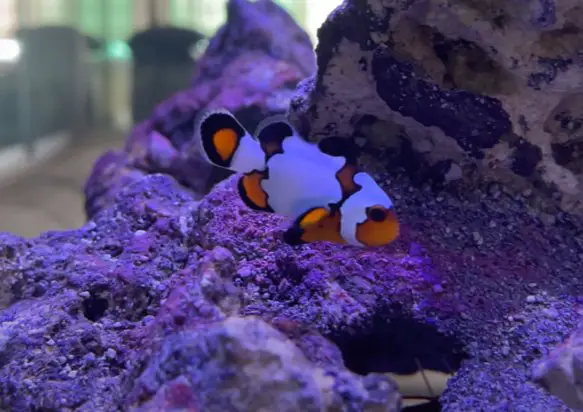 Snowflake Clownfish