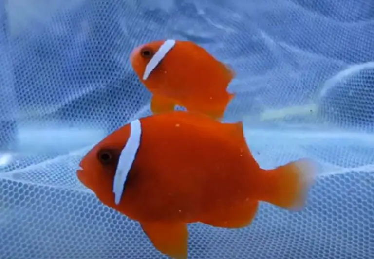 Tomato Clownfish