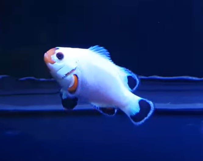 Wyoming White Clownfish behavior