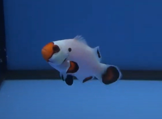 Wyoming White Clownfish diet