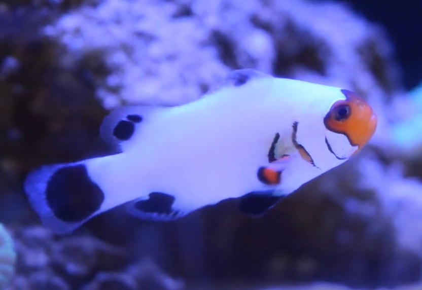 Wyoming White Clownfish