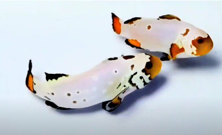 frostbite clownfish