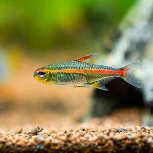 Tetra fish