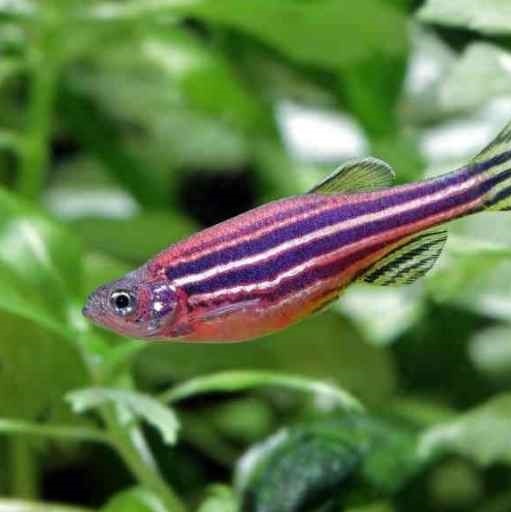 Zebra danios